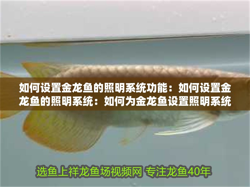 如何設置金龍魚的照明系統功能：如何設置金龍魚的照明系統：如何為金龍魚設置照明系統