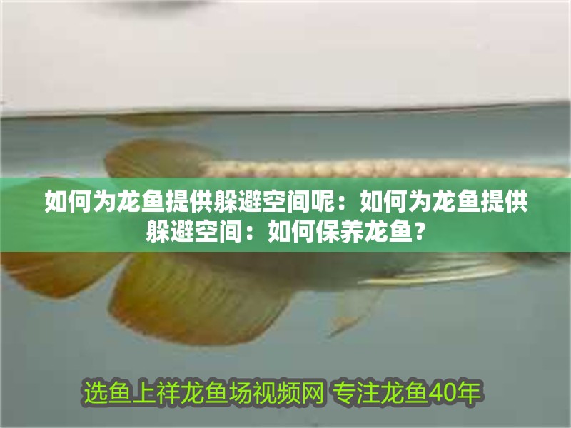 如何為龍魚提供躲避空間呢：如何為龍魚提供躲避空間：如何保養龍魚？