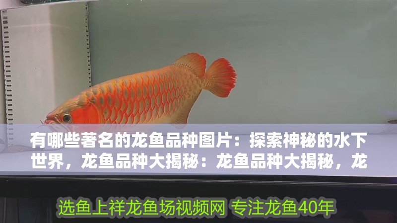 有哪些著名的龍魚品種圖片：探索神秘的水下世界，龍魚品種大揭秘：龍魚品種大揭秘，龍魚的品種大揭秘