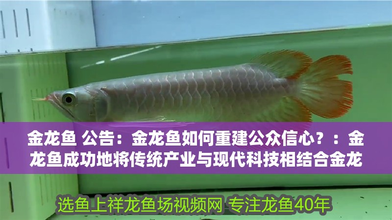 金龍魚 公告：金龍魚如何重建公眾信心？：金龍魚成功地將傳統產業與現代科技相結合金龍魚發布公告