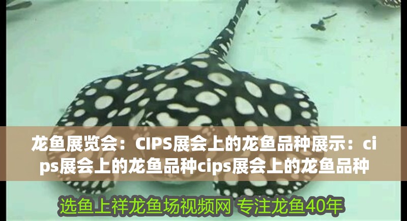 龍魚展覽會：CIPS展會上的龍魚品種展示：cips展會上的龍魚品種cips展會上的龍魚品種