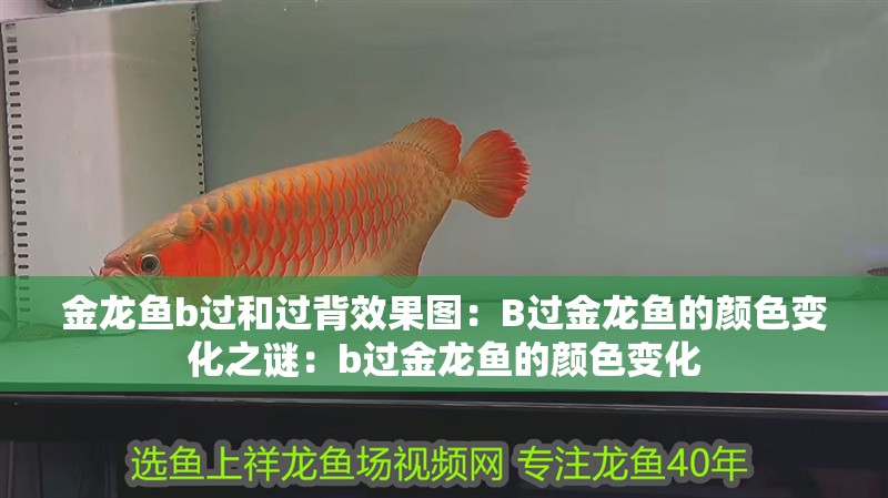 金龍魚b過和過背效果圖：B過金龍魚的顏色變化之謎：b過金龍魚的顏色變化