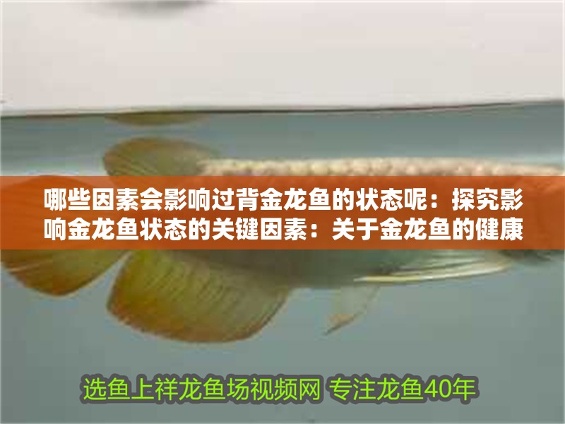 哪些因素會影響過背金龍魚的狀態呢：探究影響金龍魚狀態的關鍵因素：關于金龍魚的健康狀態的探討
