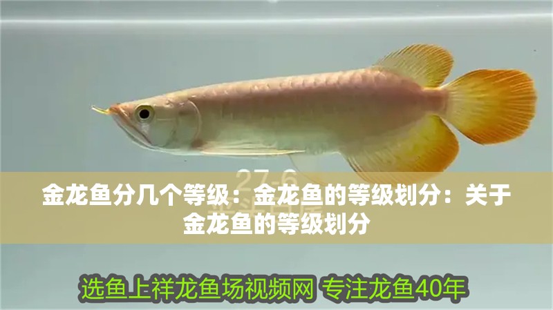 金龍魚分幾個等級：金龍魚的等級劃分：關于金龍魚的等級劃分 金龍魚分幾個等級：金龍魚的等級劃分：關于金龍魚的等級劃分 水族問答