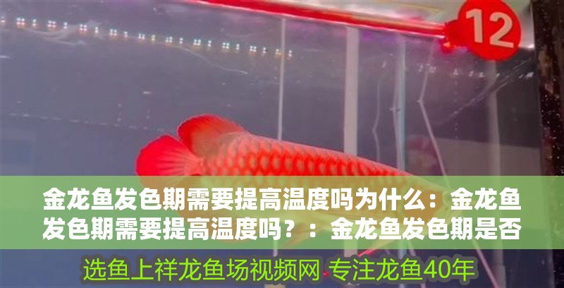 金龍魚發色期需要提高溫度嗎為什么：金龍魚發色期需要提高溫度嗎？：金龍魚發色期是否需要提高水溫