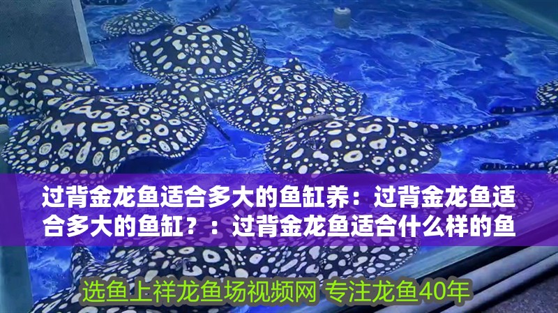 過背金龍魚適合多大的魚缸養：過背金龍魚適合多大的魚缸？：過背金龍魚適合什么樣的魚缸