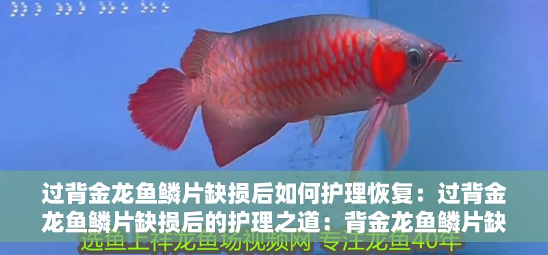 過背金龍魚鱗片缺損后如何護理恢復：過背金龍魚鱗片缺損后的護理之道：背金龍魚鱗片缺損后的護理方法及護理方法，金龍魚鱗片缺損顯得尤為重要
