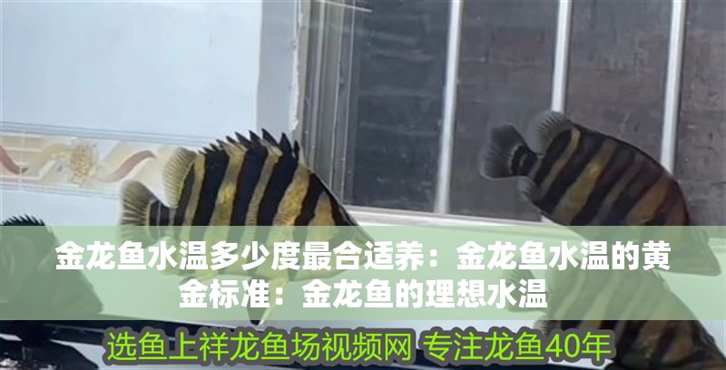 金龍魚水溫多少度最合適養(yǎng)：金龍魚水溫的黃金標準：金龍魚的理想水溫