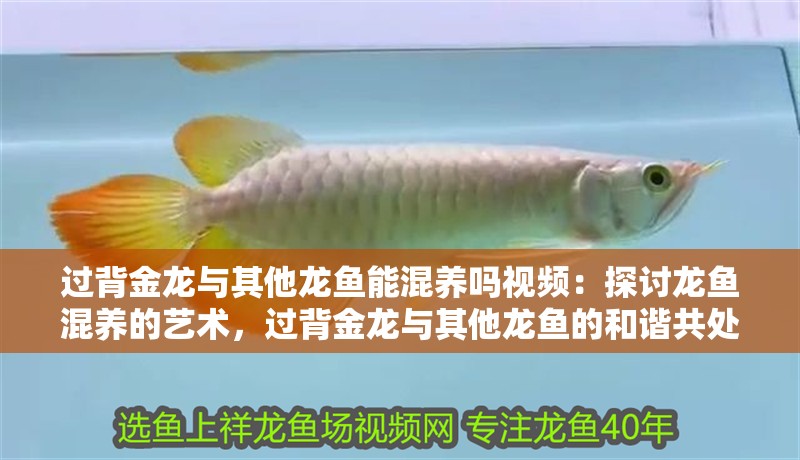 過背金龍與其他龍魚能混養嗎視頻：探討龍魚混養的藝術，過背金龍與其他龍魚的和諧共處：過背金龍與其他龍魚的和諧共處