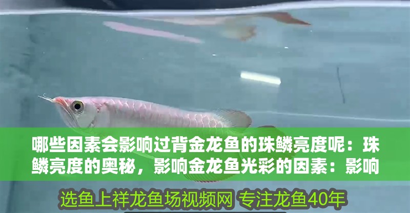 哪些因素會影響過背金龍魚的珠鱗亮度呢：珠鱗亮度的奧秘，影響金龍魚光彩的因素：影響金龍魚珠鱗亮度的幾個因素