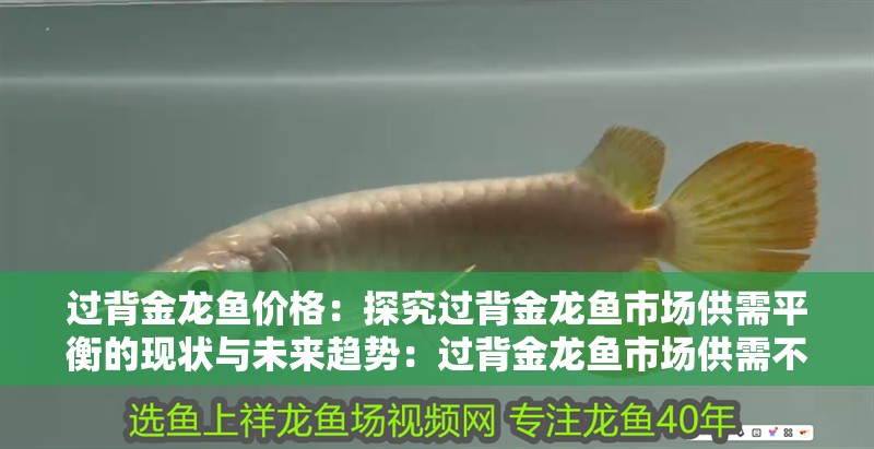 過背金龍魚價格：探究過背金龍魚市場供需平衡的現狀與未來趨勢：過背金龍魚市場供需不平衡
