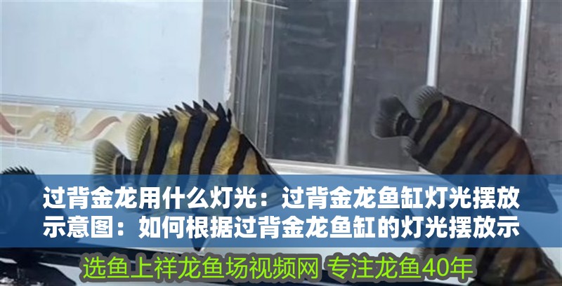 過背金龍用什么燈光：過背金龍魚缸燈光擺放示意圖：如何根據(jù)過背金龍魚缸的燈光擺放示意圖