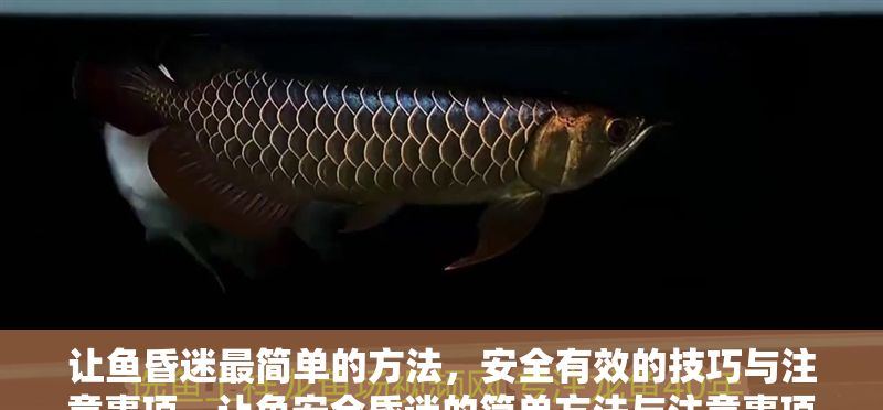 讓魚昏迷最簡單的方法，安全有效的技巧與注意事項，讓魚安全昏迷的簡單方法與注意事項