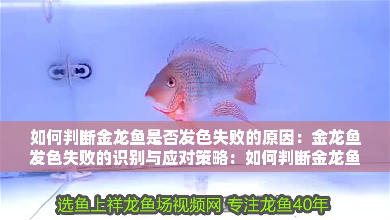 如何判斷金龍魚是否發(fā)色失敗的原因：金龍魚發(fā)色失敗的識別與應(yīng)對策略：如何判斷金龍魚發(fā)色失敗？