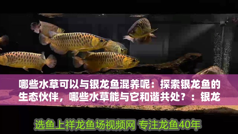 哪些水草可以與銀龍魚混養呢：探索銀龍魚的生態伙伴，哪些水草能與它和諧共處？：銀龍魚與銀龍魚混養水草的注意事項，銀龍魚混養水草的注意事項