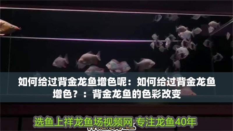 如何給過背金龍魚增色呢：如何給過背金龍魚增色？：背金龍魚的色彩改變
