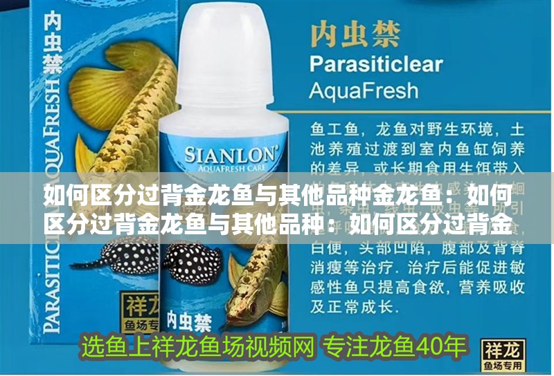 如何區分過背金龍魚與其他品種金龍魚：如何區分過背金龍魚與其他品種：如何區分過背金龍魚 如何區分過背金龍魚與其他品種金龍魚：如何區分過背金龍魚與其他品種：如何區分過背金龍魚 水族問答