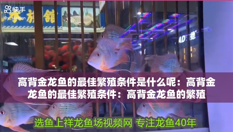 高背金龍魚的最佳繁殖條件是什么呢：高背金龍魚的最佳繁殖條件：高背金龍魚的繁殖