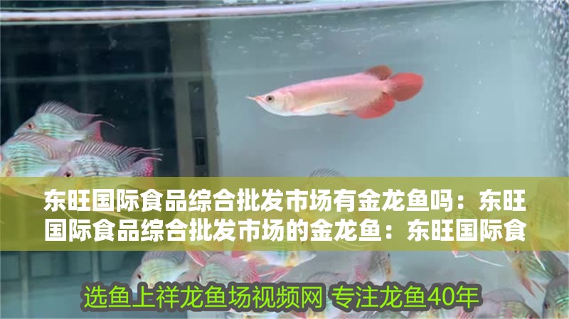 東旺國際食品綜合批發市場有金龍魚嗎：東旺國際食品綜合批發市場的金龍魚：東旺國際食品綜合批發市場是否擁有金龍魚