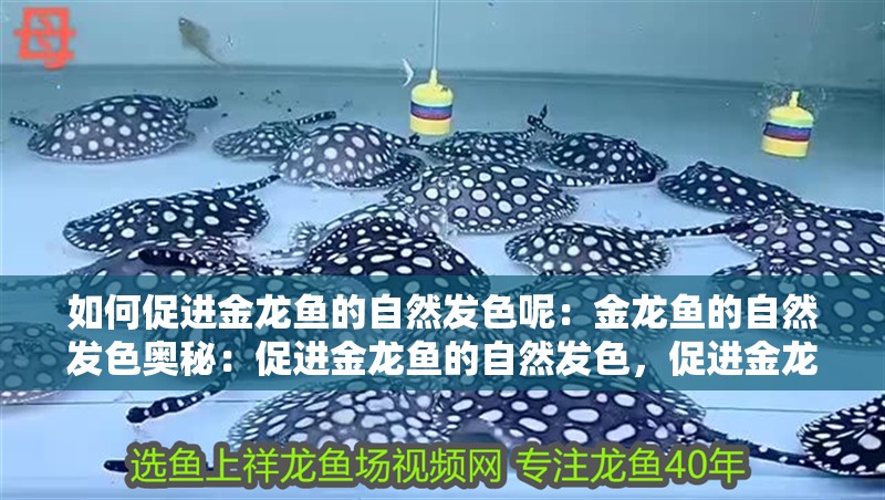 如何促進金龍魚的自然發色呢：金龍魚的自然發色奧秘：促進金龍魚的自然發色，促進金龍魚自然發色的養護技巧