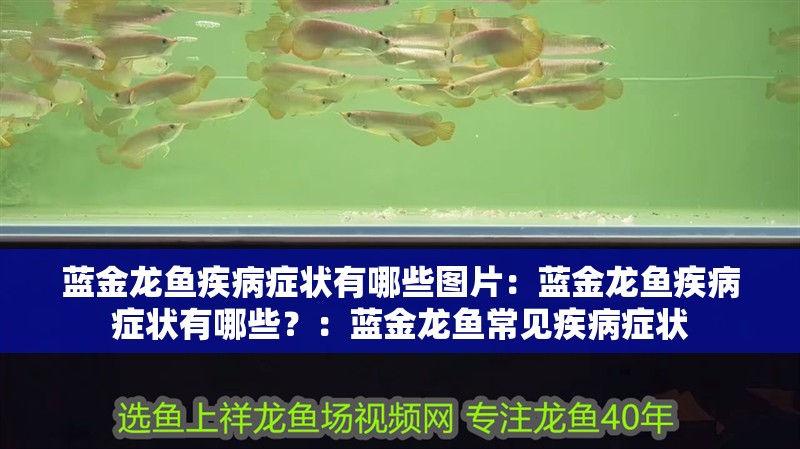 藍金龍魚疾病癥狀有哪些圖片：藍金龍魚疾病癥狀有哪些？：藍金龍魚常見疾病癥狀