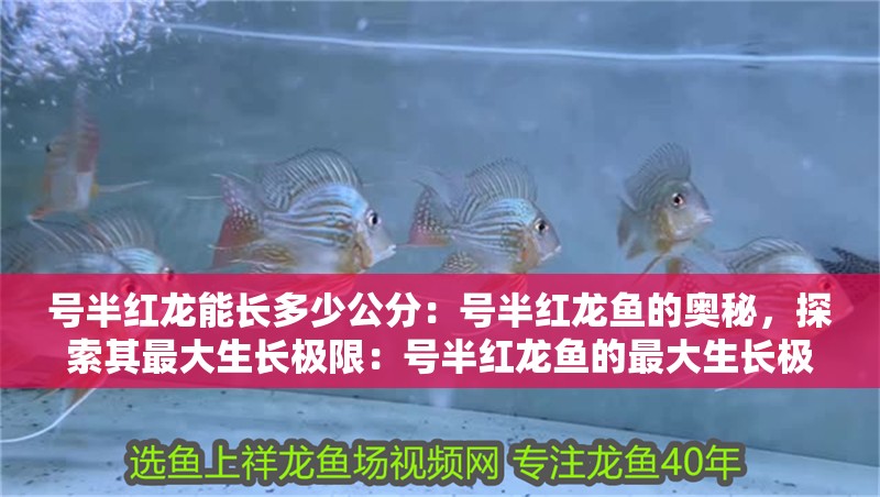 號半紅龍能長多少公分：號半紅龍魚的奧秘，探索其最大生長極限：號半紅龍魚的最大生長極限