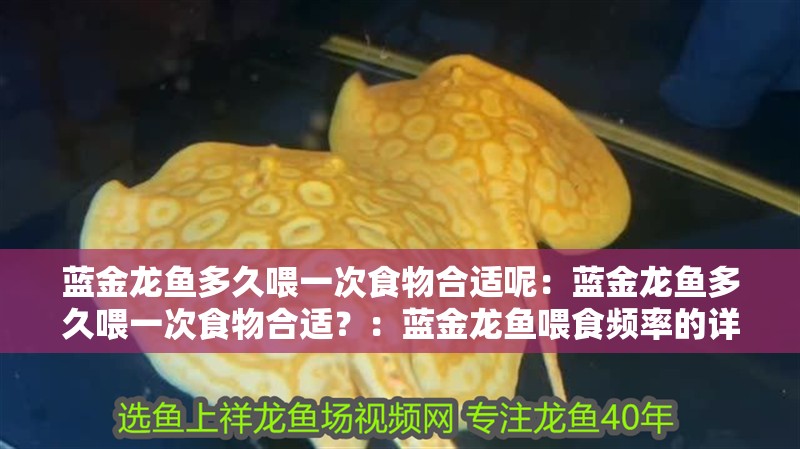 藍金龍魚多久喂一次食物合適呢：藍金龍魚多久喂一次食物合適？：藍金龍魚喂食頻率的詳細分析藍金龍魚喂食頻率的詳細分析