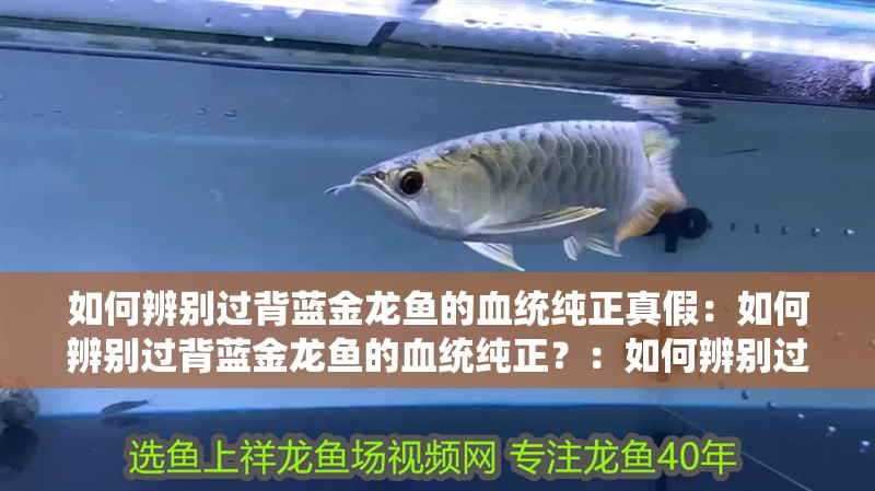 如何辨別過背藍金龍魚的血統純正真假：如何辨別過背藍金龍魚的血統純正？：如何辨別過背藍金龍魚的血統純正、健康活潑的過背藍