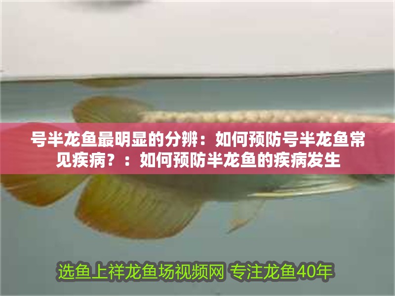 號(hào)半龍魚(yú)最明顯的分辨：如何預(yù)防號(hào)半龍魚(yú)常見(jiàn)疾病？：如何預(yù)防半龍魚(yú)的疾病發(fā)生