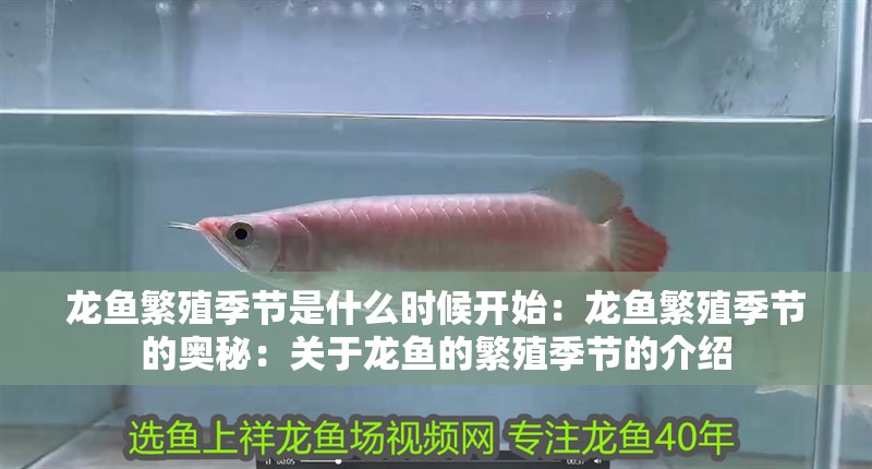 龍魚繁殖季節是什么時候開始：龍魚繁殖季節的奧秘：關于龍魚的繁殖季節的介紹