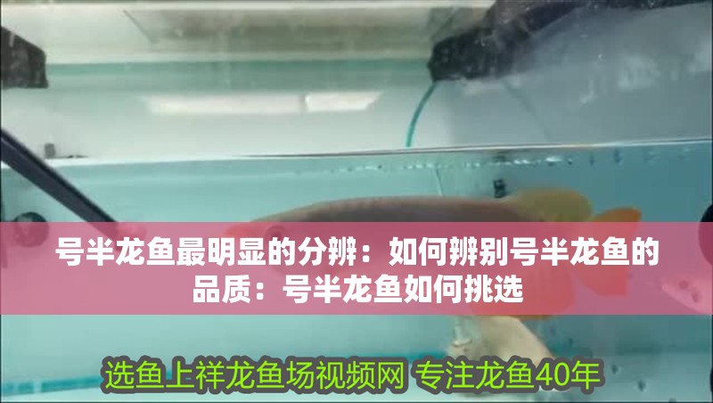 號半龍魚最明顯的分辨：如何辨別號半龍魚的品質：號半龍魚如何挑選