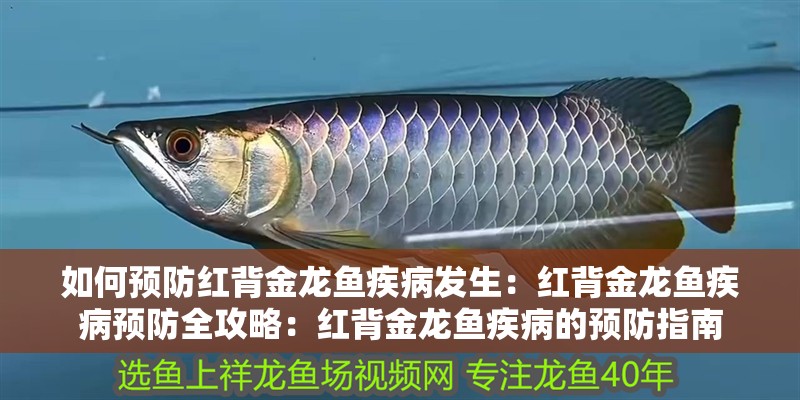 如何預(yù)防紅背金龍魚疾病發(fā)生：紅背金龍魚疾病預(yù)防全攻略：紅背金龍魚疾病的預(yù)防指南