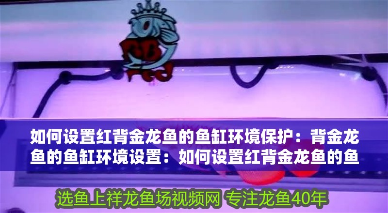 如何設置紅背金龍魚的魚缸環境保護：背金龍魚的魚缸環境設置：如何設置紅背金龍魚的魚缸環境
