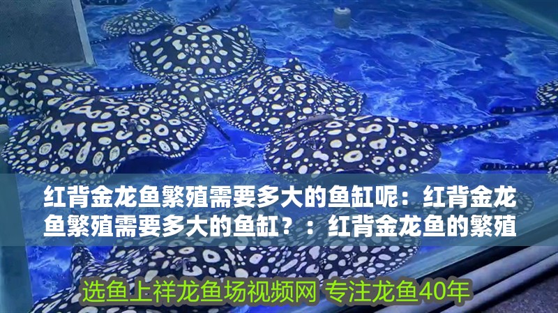紅背金龍魚繁殖需要多大的魚缸呢：紅背金龍魚繁殖需要多大的魚缸？：紅背金龍魚的繁殖