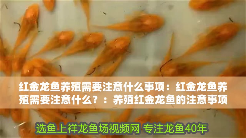 紅金龍魚養殖需要注意什么事項：紅金龍魚養殖需要注意什么？：養殖紅金龍魚的注意事項