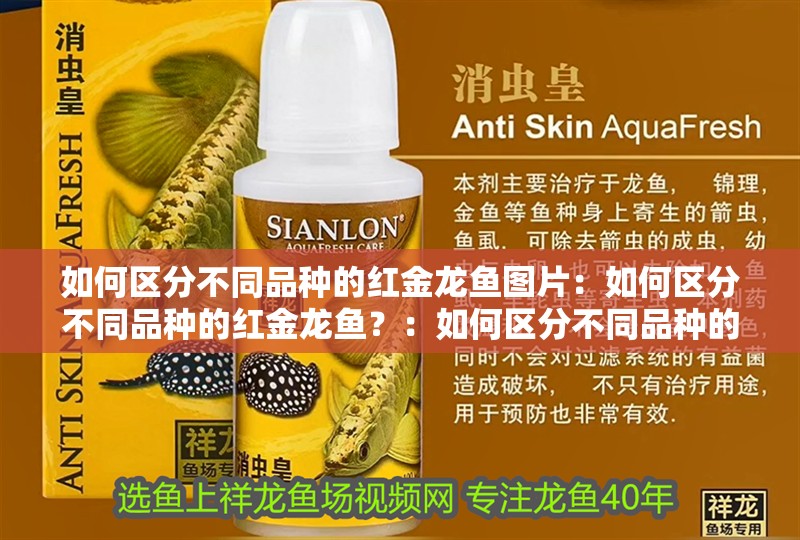 如何區(qū)分不同品種的紅金龍魚圖片：如何區(qū)分不同品種的紅金龍魚？：如何區(qū)分不同品種的紅金龍魚