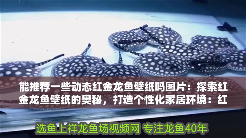 能推薦一些動態紅金龍魚壁紙嗎圖片：探索紅金龍魚壁紙的奧秘，打造個性化家居環境：紅金龍魚壁紙如何選擇