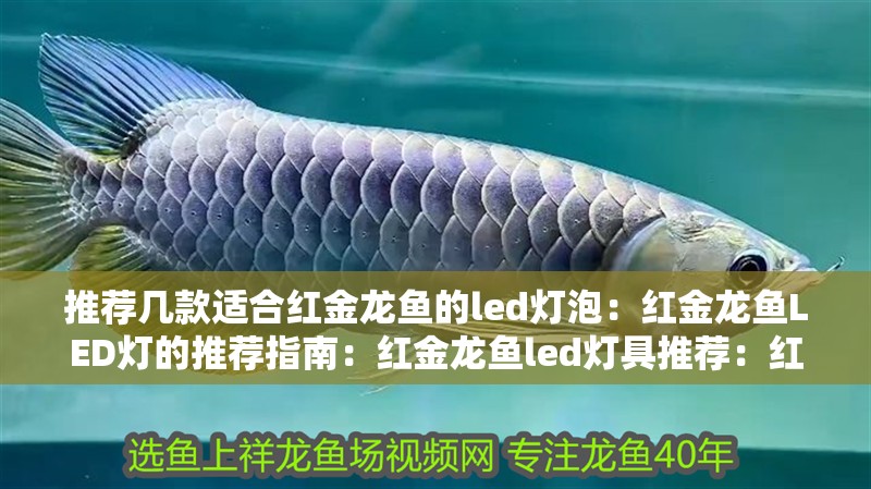 推薦幾款適合紅金龍魚(yú)的led燈泡：紅金龍魚(yú)LED燈的推薦指南：紅金龍魚(yú)led燈具推薦：紅金龍魚(yú)led燈具