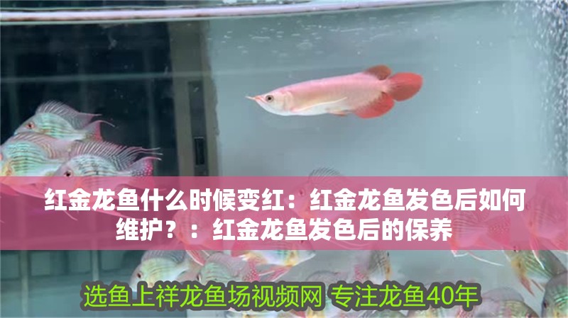 紅金龍魚什么時(shí)候變紅：紅金龍魚發(fā)色后如何維護(hù)？：紅金龍魚發(fā)色后的保養(yǎng)