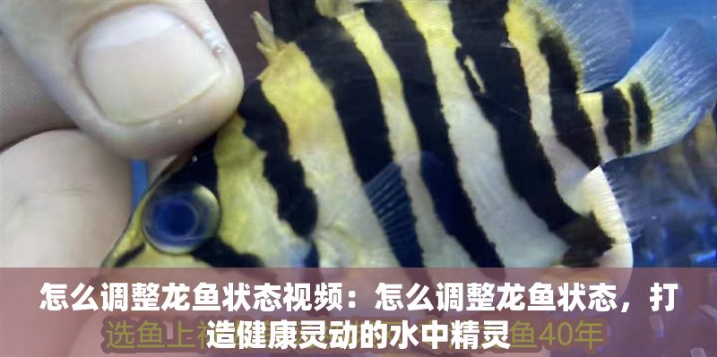怎么調(diào)整龍魚(yú)狀態(tài)視頻：怎么調(diào)整龍魚(yú)狀態(tài)，打造健康靈動(dòng)的水中精靈
