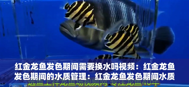 紅金龍魚發(fā)色期間需要換水嗎視頻：紅金龍魚發(fā)色期間的水質管理：紅金龍魚發(fā)色期間水質管理
