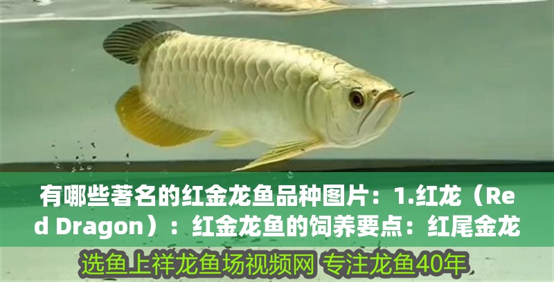 有哪些著名的紅金龍魚品種圖片：1.紅龍（Red Dragon）：紅金龍魚的飼養(yǎng)要點(diǎn)：紅尾金龍需要較大的水族箱空間