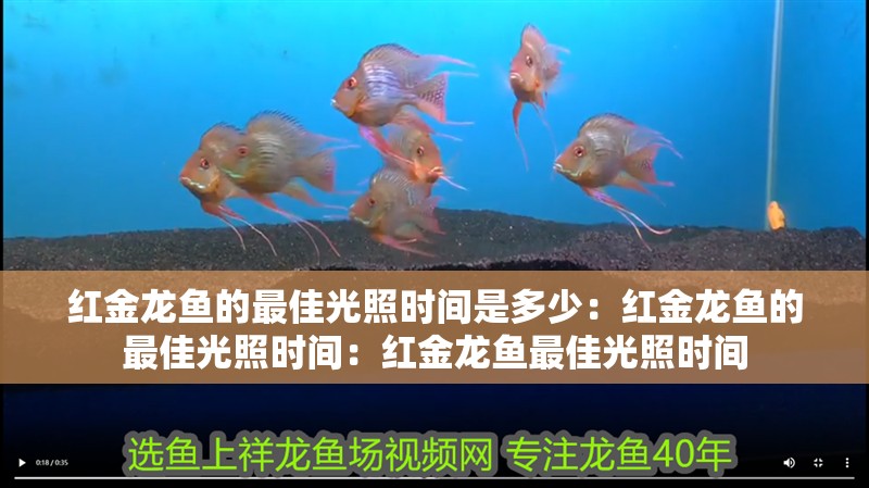 紅金龍魚(yú)的最佳光照時(shí)間是多少：紅金龍魚(yú)的最佳光照時(shí)間：紅金龍魚(yú)最佳光照時(shí)間