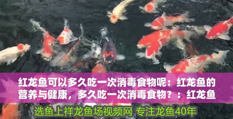 紅龍魚可以多久吃一次消毒食物呢：紅龍魚的營養與健康，多久吃一次消毒食物？：紅龍魚多久吃一次消毒食物