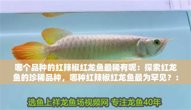 哪個品種的紅辣椒紅龍魚最稀有呢：探索紅龍魚的珍稀品種，哪種紅辣椒紅龍魚最為罕見？：紅辣椒紅龍魚的稀有品種之一是紅辣椒紅龍魚的稀有品種