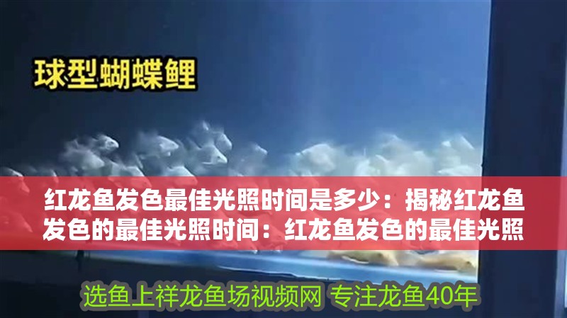 紅龍魚(yú)發(fā)色最佳光照時(shí)間是多少：揭秘紅龍魚(yú)發(fā)色的最佳光照時(shí)間：紅龍魚(yú)發(fā)色的最佳光照時(shí)間