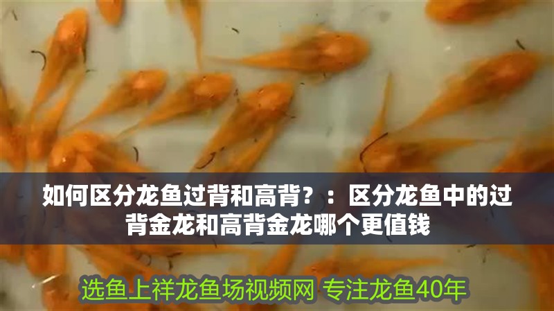 如何區(qū)分龍魚過背和高背？：區(qū)分龍魚中的過背金龍和高背金龍哪個更值錢