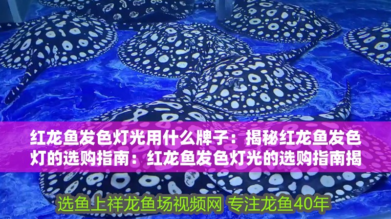 紅龍魚發色燈光用什么牌子：揭秘紅龍魚發色燈的選購指南：紅龍魚發色燈光的選購指南揭秘紅龍魚發色燈的選購指南 紅龍魚發色燈光用什么牌子：揭秘紅龍魚發色燈的選購指南：紅龍魚發色燈光的選購指南揭秘紅龍魚發色燈的選購指南 水族問答