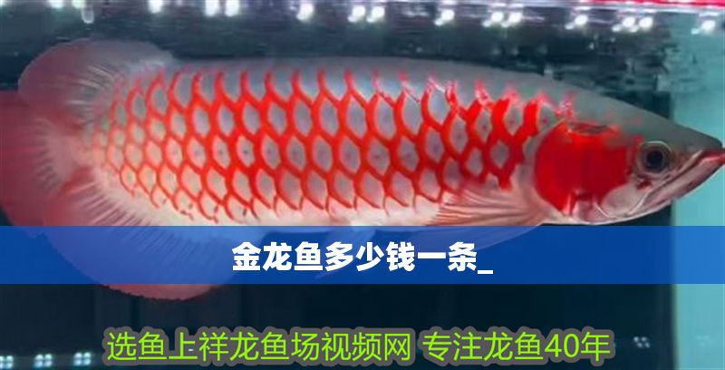 金龍魚多少錢一條_