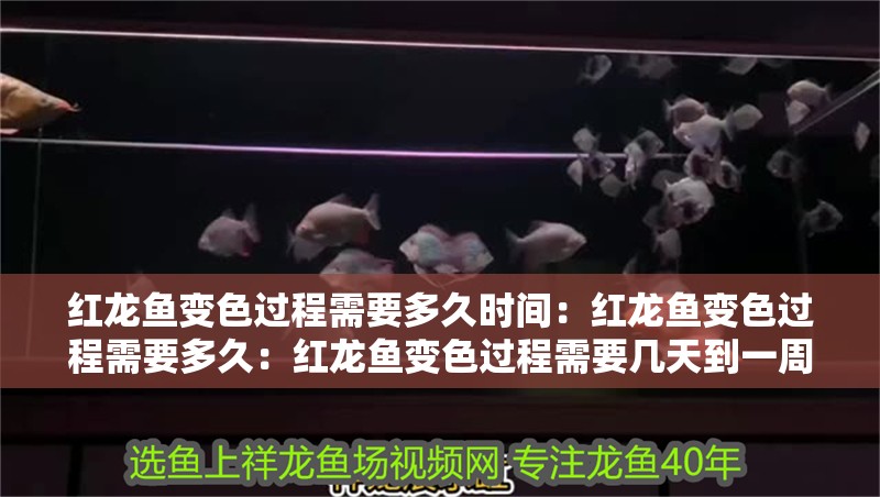 紅龍魚變色過程需要多久時間：紅龍魚變色過程需要多久：紅龍魚變色過程需要幾天到一周的時間，紅龍魚變色過程需要多久